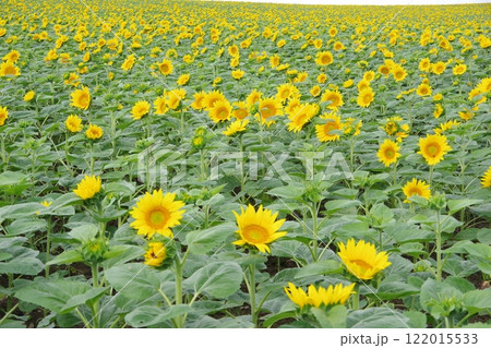 ひまわりの里 一面のひまわり畑 122015533