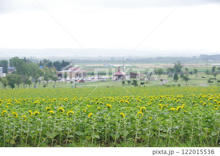 ひまわりの里 北海道北竜町 122015536
