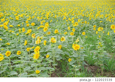 ひまわりの里 一面のひまわり畑 ひまわりの里 一面のひまわり畑 122015539