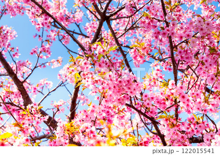 河津桜・神奈川県　松田山 122015541