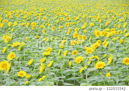 ひまわりの里 一面のひまわり畑 122015542