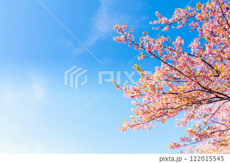 河津桜・神奈川県　松田山 122015545