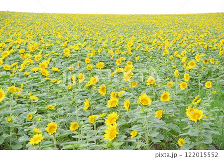 一面のひまわり畑 ひまわりの里 122015552