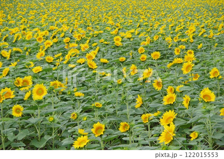 一面のひまわり畑 ひまわりの里 122015553