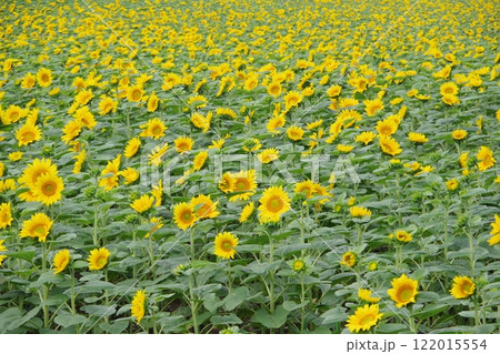一面のひまわり畑 ひまわりの里 122015554