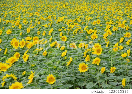 一面のひまわり畑 ひまわりの里 122015555