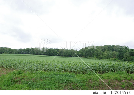 一面のひまわり畑 開花前 122015558