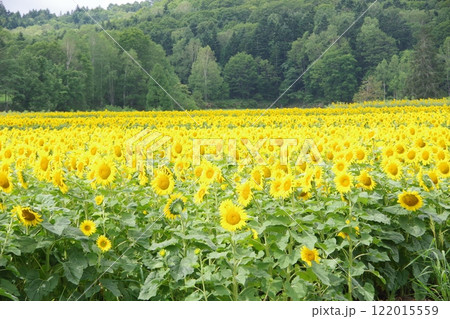 一面のヒマワリ畑 ひまわりの里 122015559