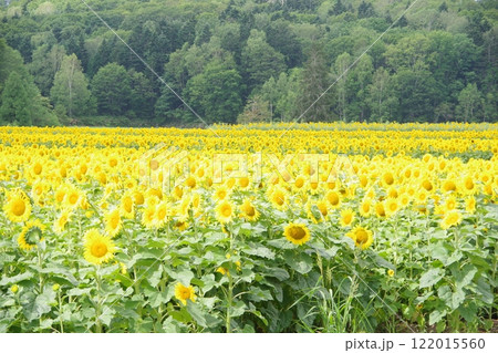一面のヒマワリ畑 ひまわりの里 122015560
