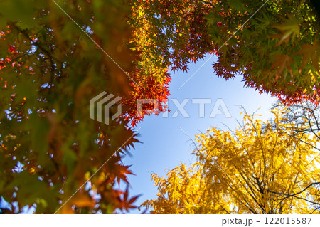 秋の空に映える紅葉 122015587