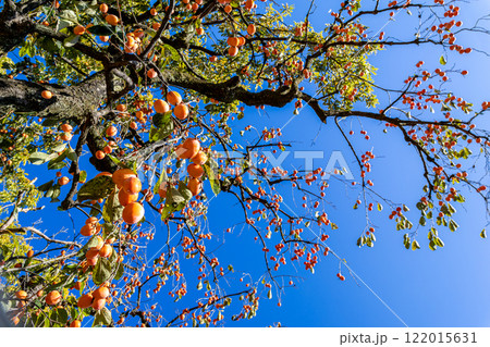 青空に映える柿の木 青空に映える柿の木 122015631