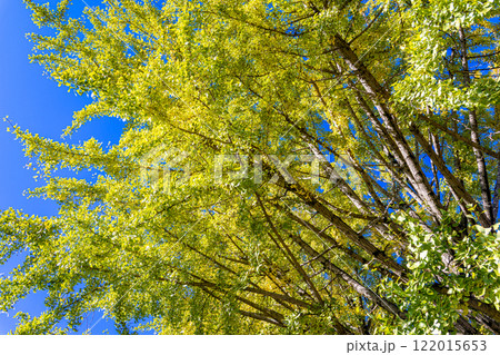 青空に映えるイチョウの葉 122015653
