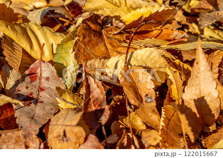 秋の公園の落ち葉 122015667