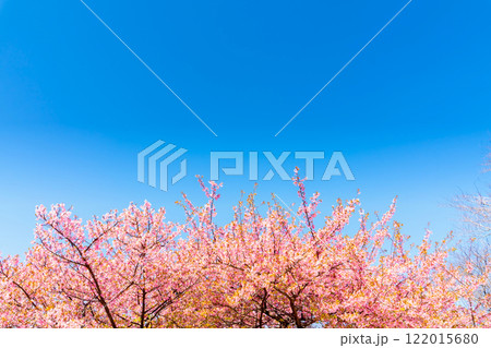 河津桜・神奈川県 松田山 河津桜・神奈川県 松田山 122015680
