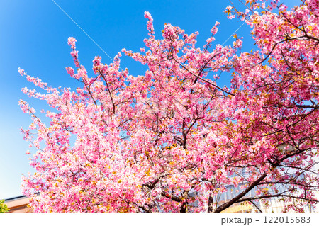 河津桜・神奈川県　松田山 122015683