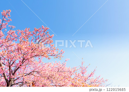 河津桜・神奈川県　松田山 122015685