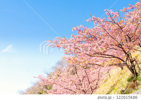 河津桜・神奈川県　松田山 122015686