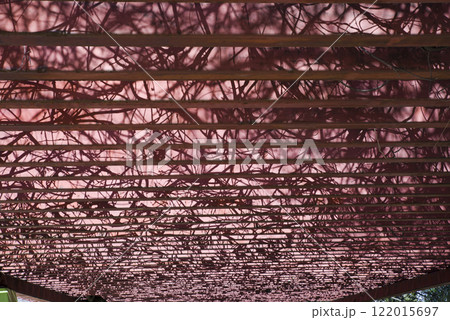 藤棚に光が当たってきれいな模様が浮かび上がっています。 122015697