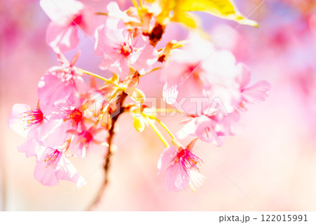 河津桜・クローズアップ 122015991