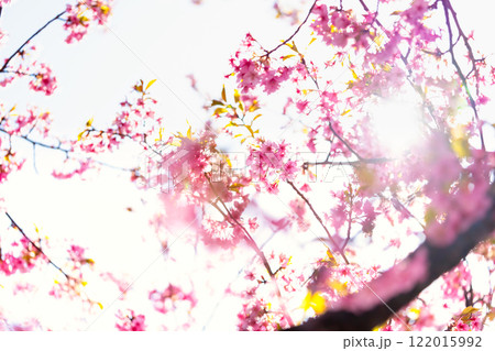 河津桜・クローズアップ 122015992