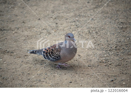 大宮氷川神社境内 大宮氷川神社境内 122016004