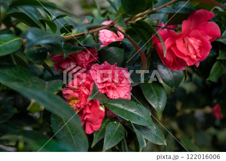 Close-up of 'Elina Cascade' camellia with pink buds opening to white flowers on cascading branches Close-up of 'Elina Cascade' camellia with pink buds opening to white flowers on cascading branches 122016006