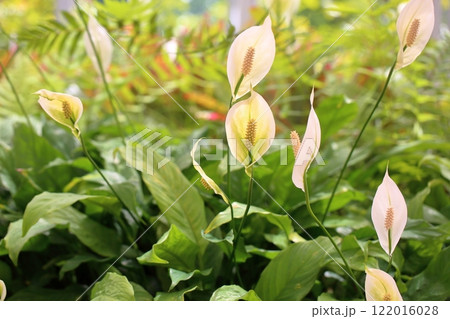 スパティフィラムの花 スパティフィラムの花 122016028