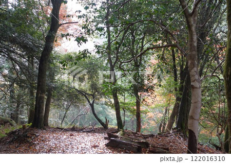 京都鞍馬寺　鞍馬山　急傾斜地 巡拝 122016310