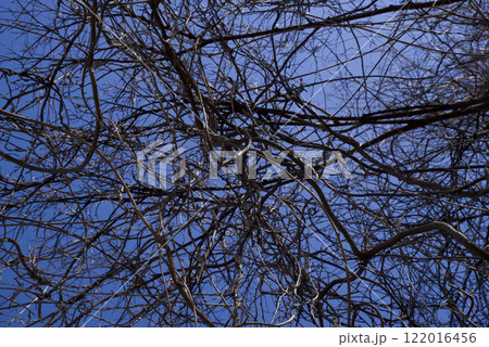 青空の下、細く曲がりくねった植物の枝が絡まりあっています。 122016456