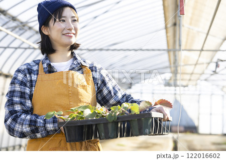 いちごの苗を育てる女性 いちごの苗を育てる女性 122016602