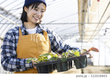 いちごの苗を育てる女性 いちごの苗を育てる女性 122016603