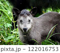 ニホンカモシカ 122016753
