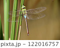 ギンヤンマ 122016757