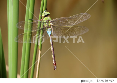 ギンヤンマ 122016757