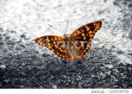 コムラサキチョウ コムラサキチョウ 122016758