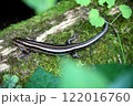 ニホントカゲ 122016760