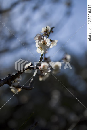 梅園に白い梅の花が咲いています。 122016831