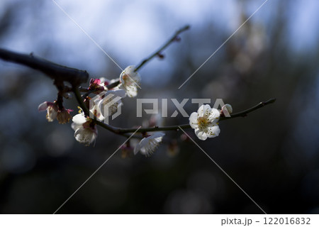 梅園に白い梅の花が咲いています。 122016832