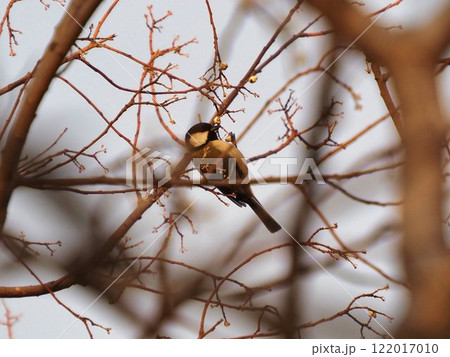 木に止まる冬のシジュウカラ 木に止まる冬のシジュウカラ 122017010