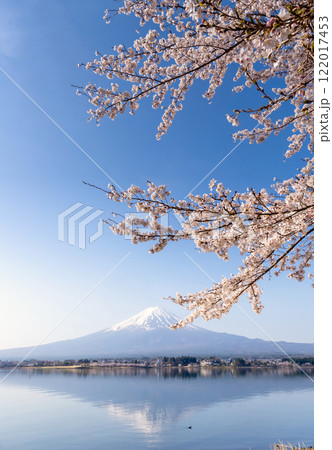 富士山と満開の桜・河口湖畔の逆さ富士 富士山と満開の桜・河口湖畔の逆さ富士 122017453