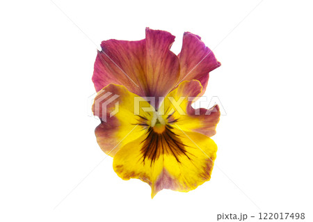 ビオラの花、白バック ビオラの花、白バック 122017498