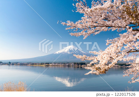 富士山と満開の桜・河口湖畔の逆さ富士 122017526