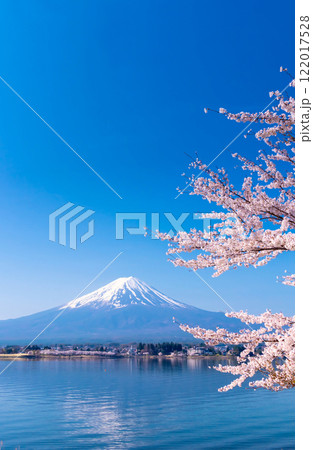 富士山と満開の桜・河口湖畔の逆さ富士 122017528
