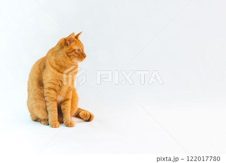 猫 猫 122017780