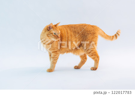 猫 122017783