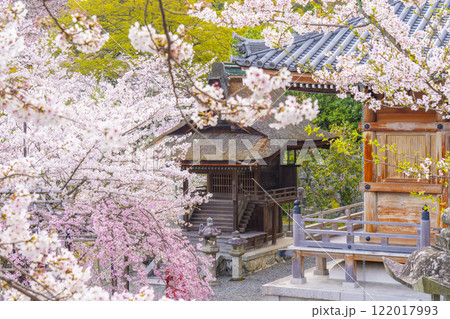 満開の桜と清水寺　鎮守堂 122017993