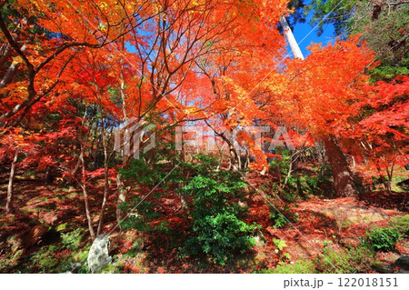 【滋賀県】晴天の石道寺の紅葉（鶏足寺） 122018151