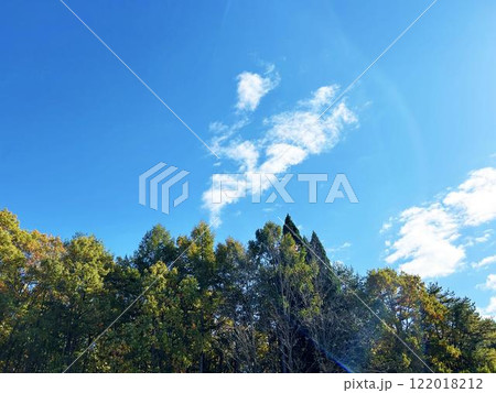 公園の木々と青空 122018212