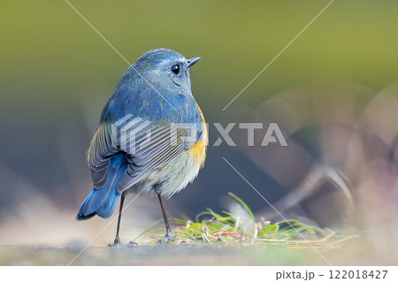 青い鳥、ルリビタキの後ろ姿 青い鳥、ルリビタキの後ろ姿 122018427