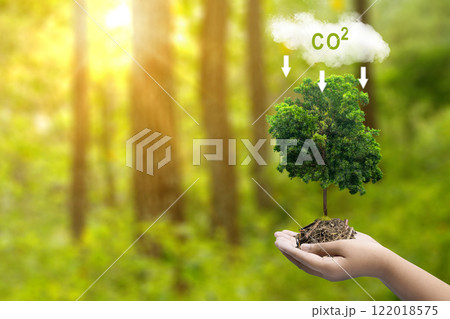 The human hand holding tree seed with a sign of carbon reduction for decreased CO2 The human hand holding tree seed with a sign of carbon reduction for decreased CO2 122018575